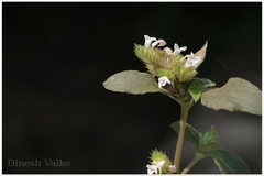 Staurogyne zeylanica